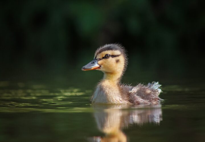 A Surprise Duck Hatching